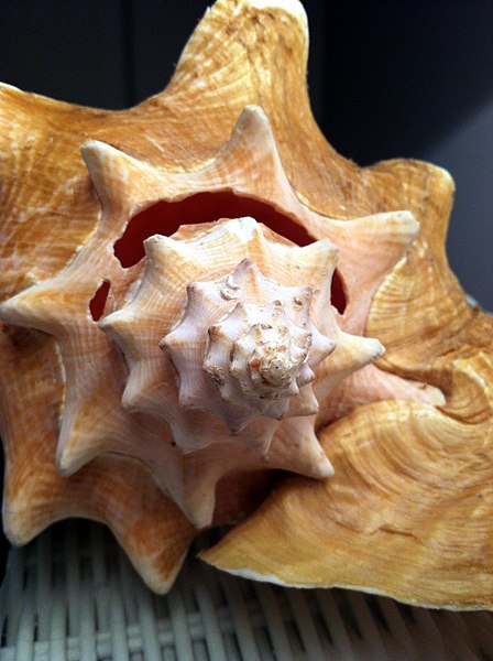 448px-Conch_Shell_Front